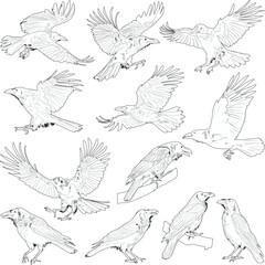 set of twelve crow sketches isolated on white