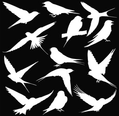 thirteen birds in flight collection isolated on black