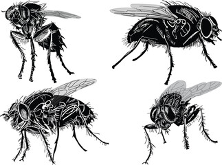 four flies set isolated on white background