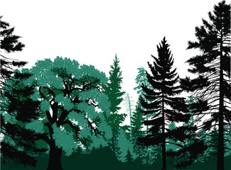 fir trees cyan colors forest on white background