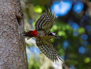 woodpecker flying from a nest in the forest