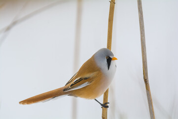 A shot of a bearded tit in reeds, in the winter.