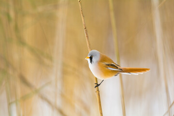A shot of a bearded tit in reeds, in the winter.