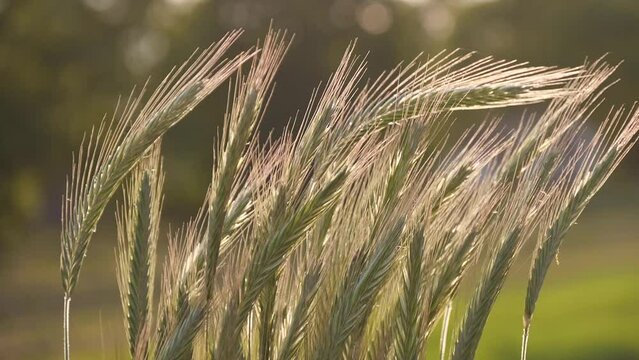 green ears of rye swaying in the wind slow motion