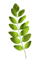 green leaves on transparent background