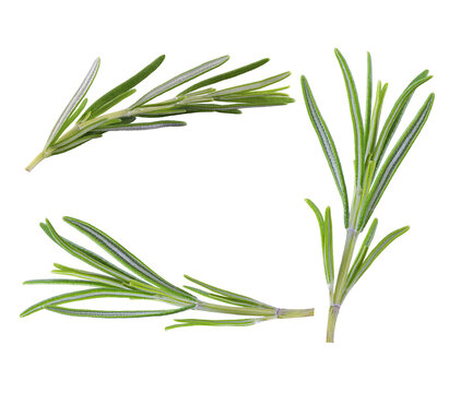 green rosemary collection on transparent background
