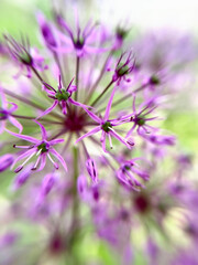 Allium Сristophii (Ornamental Onion) purple flowers close up