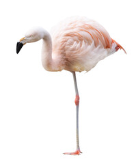 fine pink flamingo standing on one leg