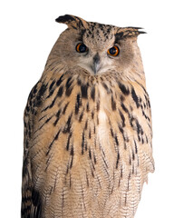 big isolated on white brown eagle-owl