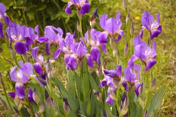 Purple Irises flowering in the garden