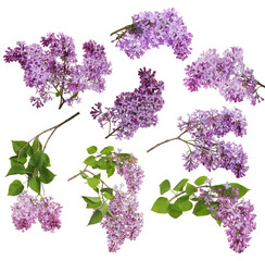 light violet isolated lilac eight inflorescences collection