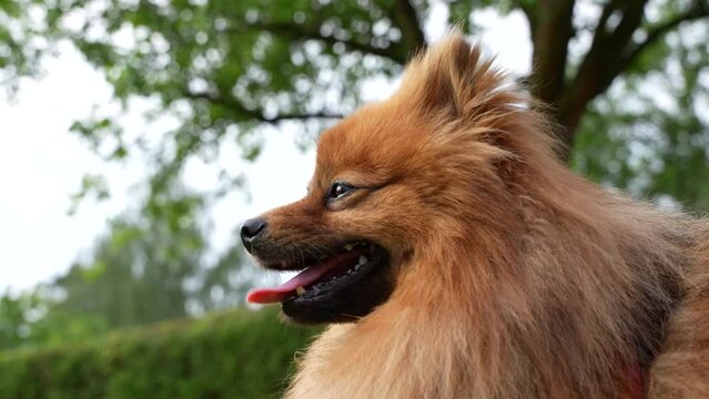 A dog with a pink tongue is sitting in front of a tree. The dog is looking at the camera and he is happy