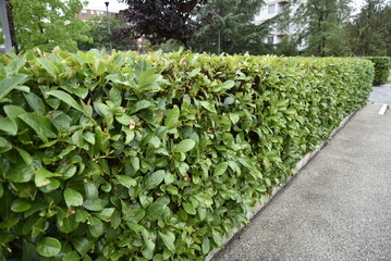 Boundary hedge by morning at spring