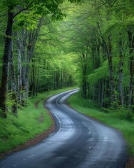 Fototapeta premium A long and winding road winds its way through a dense forest