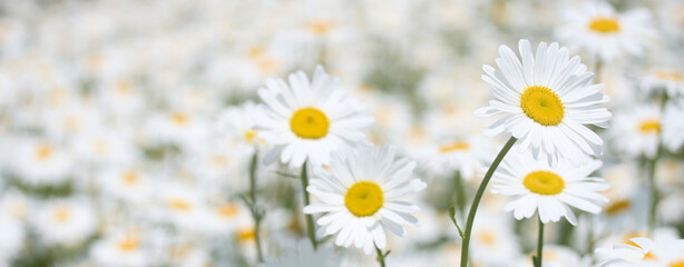 Blooming Daisy Field. Beautiful white daisies with yellow centers