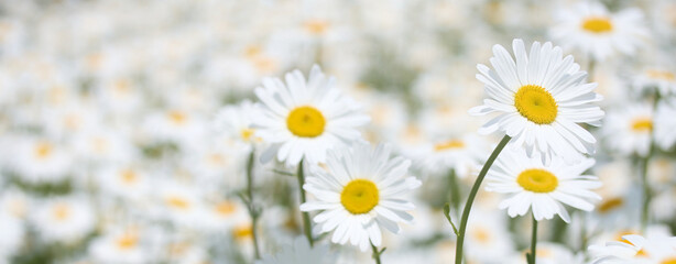 Fototapeta premium Blooming Daisy Field. Beautiful white daisies with yellow centers