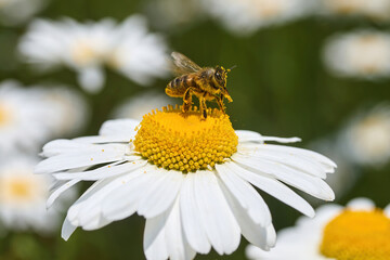 Honeybee Collecting Pollen on Daisy