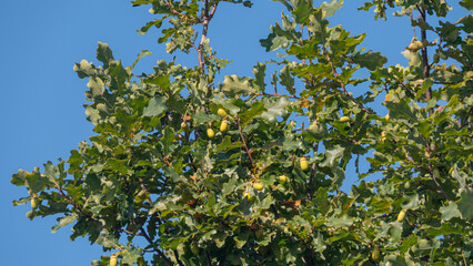 A tree with many acorns on it