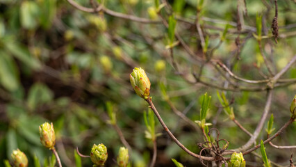 A small green bud on a branch of a tree