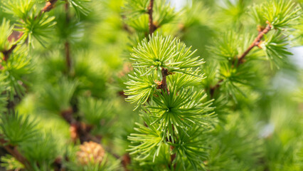 A tree with green needles and brown tips