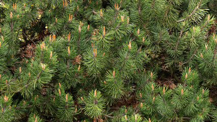 A dense forest of evergreen trees with green needles
