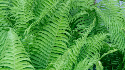 A lush green fern with many leaves