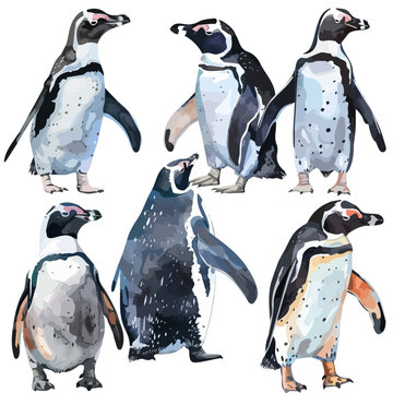 recommend clip art: Watercolor drawing of a penguin collection, isolated on a white background, Illustration painting, penguin vector, drawing, design art, clipart image, Graphic logo