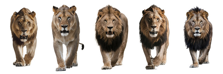 collection of lions