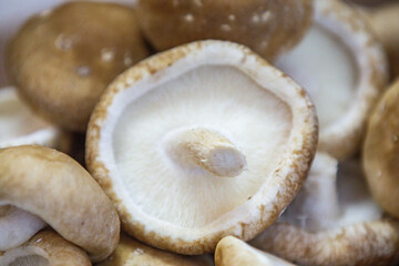 Fresh shitake or shiitake mushrooms (Lentinula edodes) in selective focus and fine details