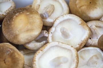 Fresh shitake or shiitake mushrooms (Lentinula edodes) in selective focus and fine details