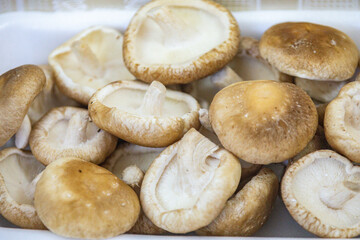 Fresh shitake or shiitake mushrooms (Lentinula edodes) in selective focus and fine details