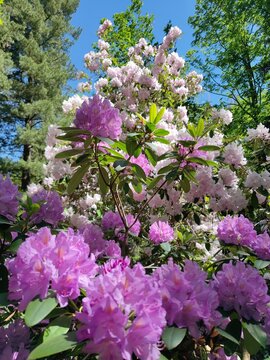 Rhododrendron im Park