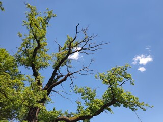 Äste einer Eiche vor Himmel