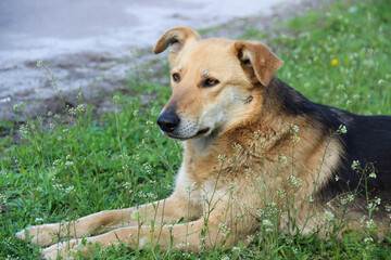 Stray homeless dog sitting on the grass