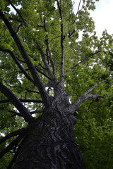 Korona drzewa z gałęziami i konarami - widok od dołu © VILKTERIO