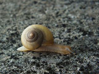 カタツムリ