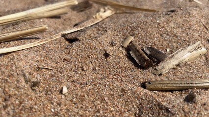Delicate yellow sand lies on the beach, on which people walk with their feet, sunny weather on a day off, family outdoor recreation.beach sand close-up