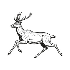 Hand Drawn Reindeer Running Illustration Vintage Deer