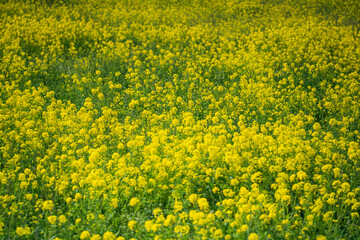 一面に咲く菜の花