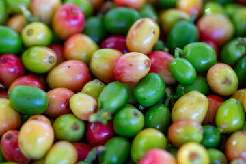 Grãos de café fresco. Colheita de café	
