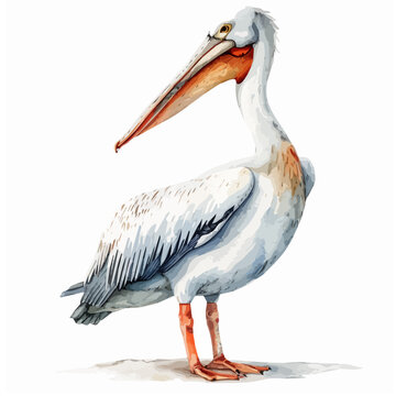 recommend clip art: Watercolor of a pelican, isolated on a white background, clipart image, Illustration painting, design art, pelican vector, Graphic logo, drawing clipart. 