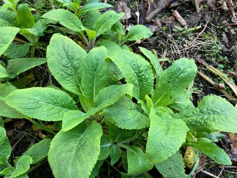 Green mint leaves, mint plant, foxglove leaves, comfrey leaves