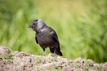 Western jackdaw stands on the ground toward the camera lens with a green background on a sunny...