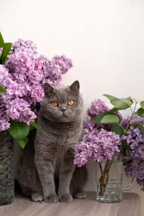 Gray short haired cat sitting indoor near vases with lilac flower bouquets, empty neutral beige...