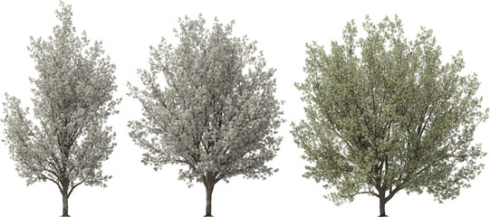 chinese wild pear white blooming plants hq arch viz cutout tree