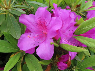 ピンクの可愛いツツジ