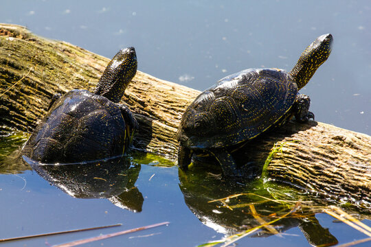 Swamp turtle. Emys orbicularis L. 
Swamp turtle - are predators. They prefer food of animal origin: insects, crustaceans, molluscs, tadpoles, frogs, fish. 