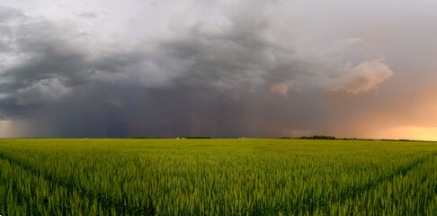 Dramatic gray to orange storm clouds above a bright green wheat field in a prairie setting.  A...