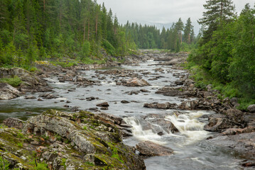 Beautiful landscape with Norwegian rocky rocky mountain river with rapids where the water forms white foam. waterfall in the river. Green coniferous trees on the river bank. Rainy wet summer day.