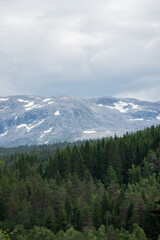 beautiful landscape with a Norwegian mountain peak with snow on it and green conifers below